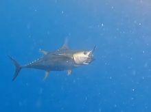 画像をギャラリービューアに読み込む, IRONTOMAHAWK 7810M / アイアントマホーク ITNB-7810M