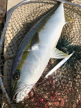 画像をギャラリービューアに読み込む, SwimRider/スイムライダー 65g〜150g