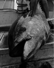 画像をギャラリービューアに読み込む, Kiduppers DevilLeader デビルリーダーSH、MH、XH