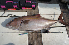 画像をギャラリービューアに読み込む, IRON FLICK "Aggressive" 5103T / アイアンフリックアグレッシブ IFAB-5103T