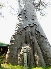 画像をギャラリービューアに読み込む, ROD CASE AIR CUSTOM ORDER/ロッドケースセミオーダー 700-2000mm(納期1週間程度)