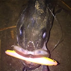 画像をギャラリービューアに読み込む, 龍宮80/RYUGU80