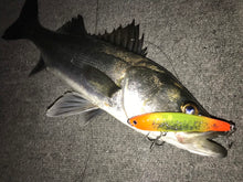 画像をギャラリービューアに読み込む, 龍宮80/RYUGU80