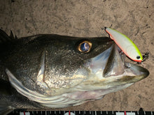 画像をギャラリービューアに読み込む, 龍宮80/RYUGU80