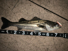 画像をギャラリービューアに読み込む, 龍宮80/RYUGU80