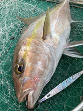 画像をギャラリービューアに読み込む, SwimRiderShort/スイムライダーショート295g