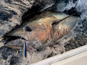SURFISH220F/サーフィッシュ220F